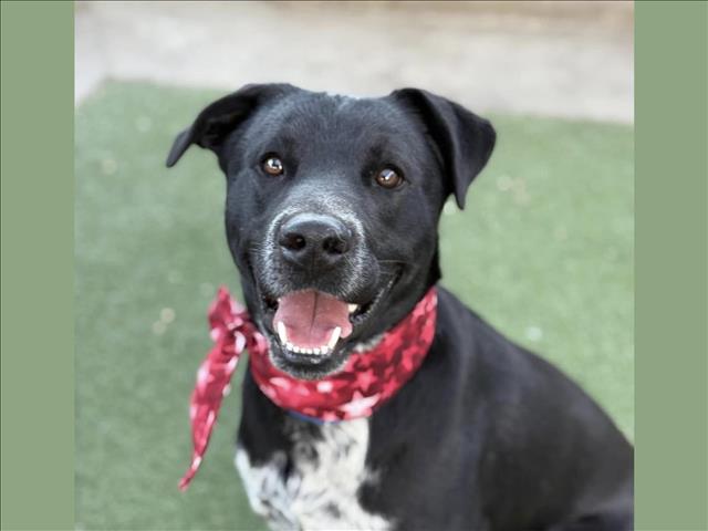 adoptable Dog in San Pedro, CA named ZEUS