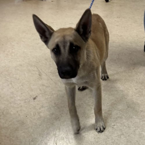 picture of the dog needing adoption