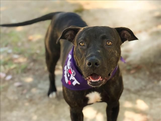 adoptable Dog in San Pedro, CA named MILLIE