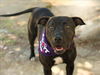 adoptable Dog in  named MILLIE