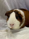 adoptable Guinea Pig in  named KIM