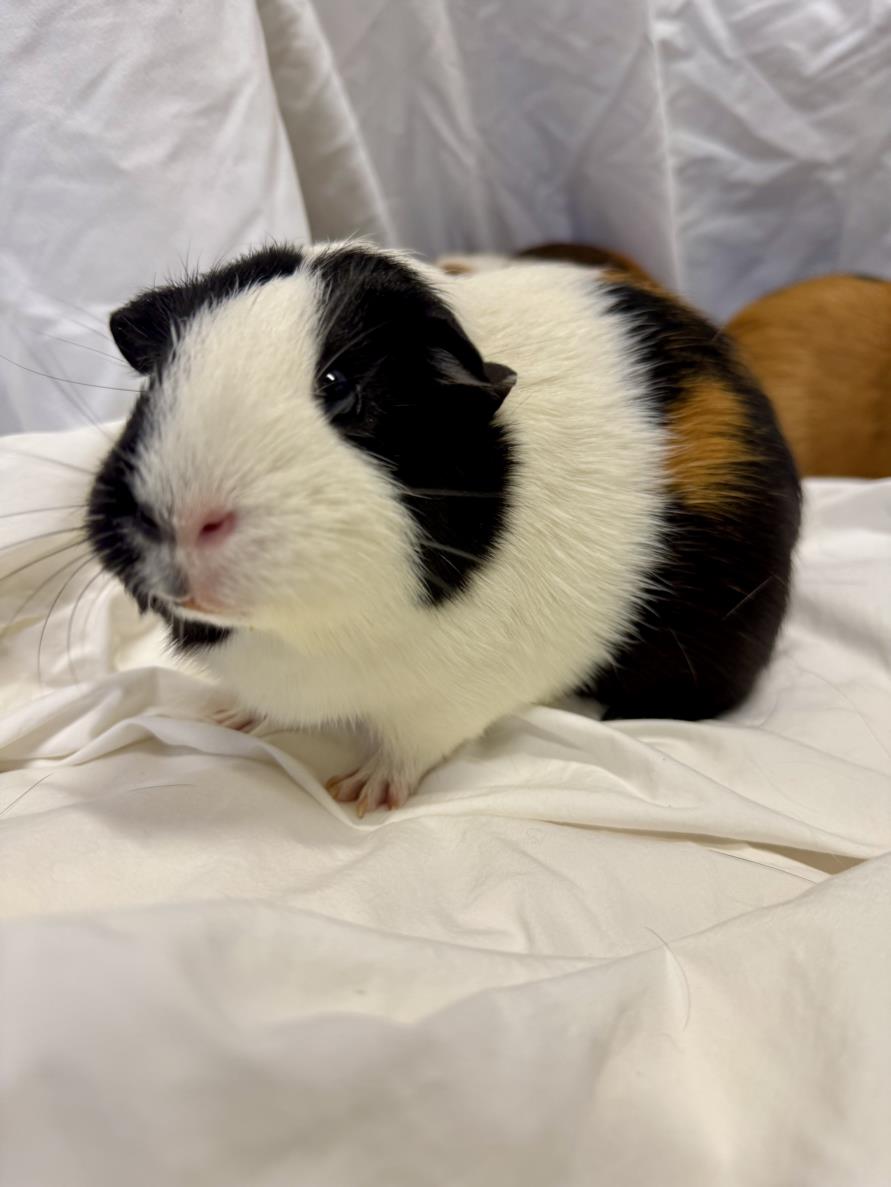 adoptable Guinea Pig in San Pedro, CA named KOURTNEY