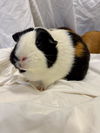 adoptable Guinea Pig in  named KOURTNEY