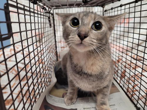 picture of the cat needing adoption