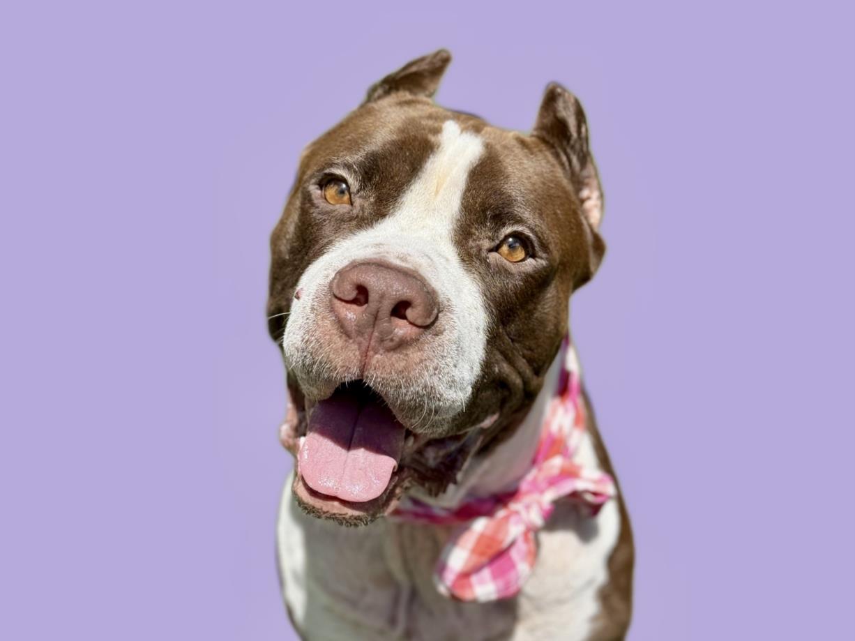 adoptable Dog in San Pedro, CA named DAISY
