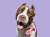 adoptable Dog in  named DAISY