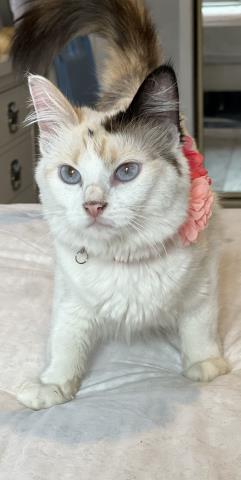 picture of the cat needing adoption