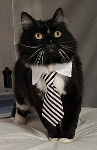 picture of the cat needing adoption