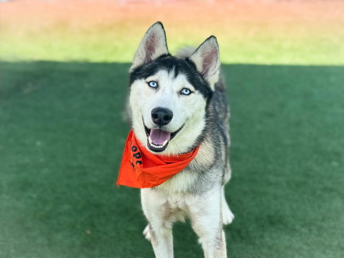 LEO - Siberian Husky available for adoption