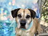 adoptable Dog in  named HUGO