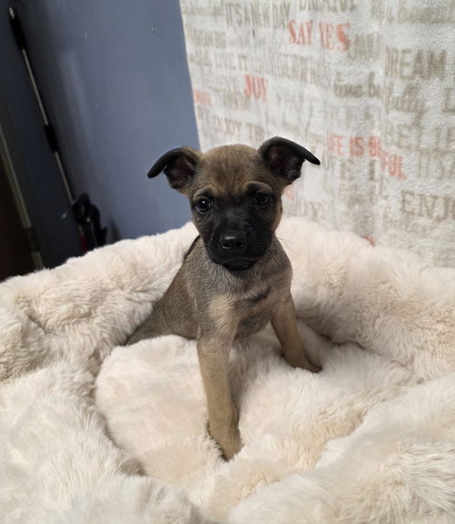 picture of the dog needing adoption