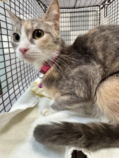 picture of the cat needing adoption