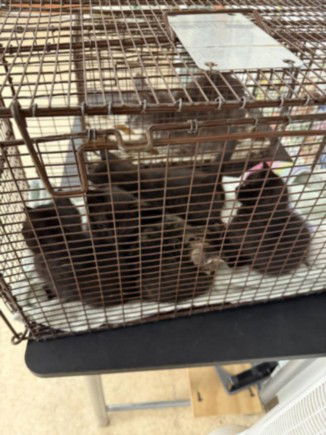 picture of the cat needing adoption