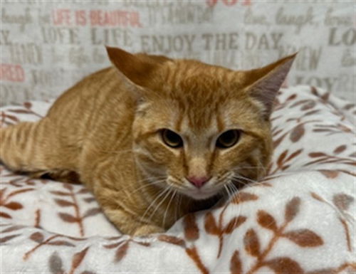 picture of the cat needing adoption