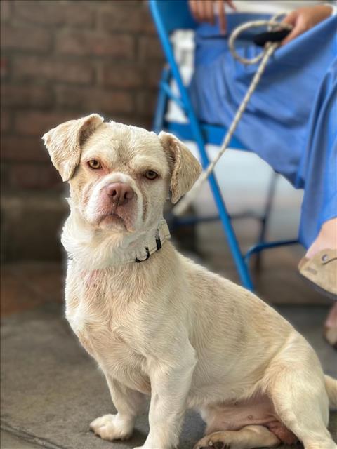 adoptable Dog in San Pedro, CA named BUSTER