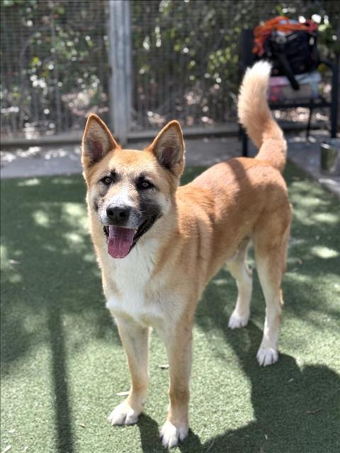 adoptable Dog in San Pedro, CA named JACKSON