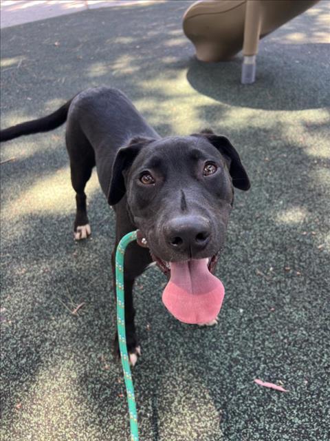 adoptable Dog in San Pedro, CA named MATEO
