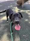 adoptable Dog in  named MATEO