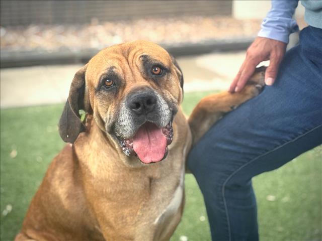 adoptable Dog in San Pedro, CA named COSMOS
