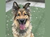 adoptable Dog in  named KAI
