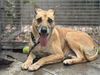 adoptable Dog in  named NICO