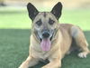 adoptable Dog in  named KOY