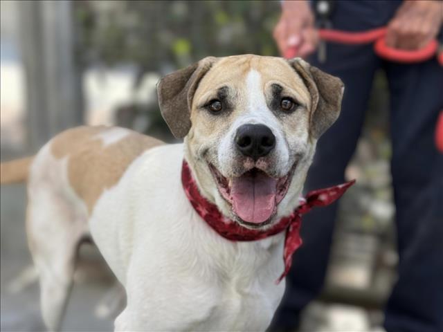 adoptable Dog in San Pedro, CA named THOR