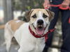 adoptable Dog in  named THOR