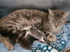 adoptable Cat in san pedro, CA named A2198401