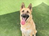 adoptable Dog in  named LULA