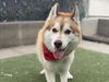 adoptable Dog in  named LOBOS