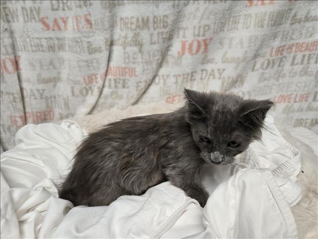 adoptable Cat in San Pedro, CA named A2200506