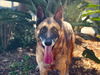 adoptable Dog in  named CAPITAN