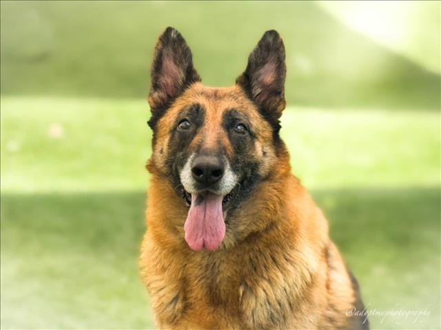 adoptable Dog in San Pedro, CA named BELLA