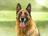 adoptable Dog in  named BELLA
