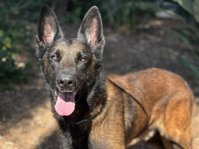 adoptable Dog in San Pedro, CA named JASPER