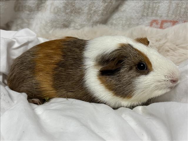 adoptable Guinea Pig in San Pedro, CA named MIZU