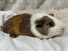 adoptable Guinea Pig in  named MIZU