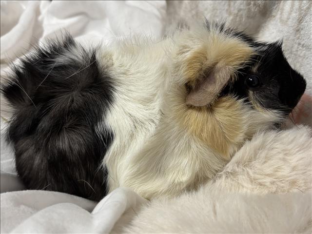 adoptable Guinea Pig in San Pedro, CA named MUFFIN