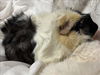 adoptable Guinea Pig in  named MUFFIN