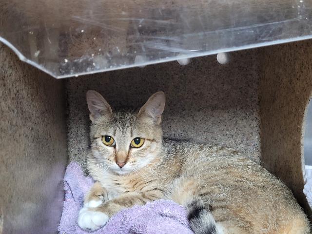 adoptable Cat in San Pedro, CA named A2201359