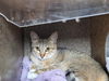 adoptable Cat in san pedro, CA named A2201359
