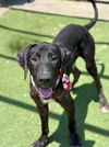 adoptable Dog in  named ROMULUS