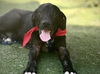 adoptable Dog in  named REMUS