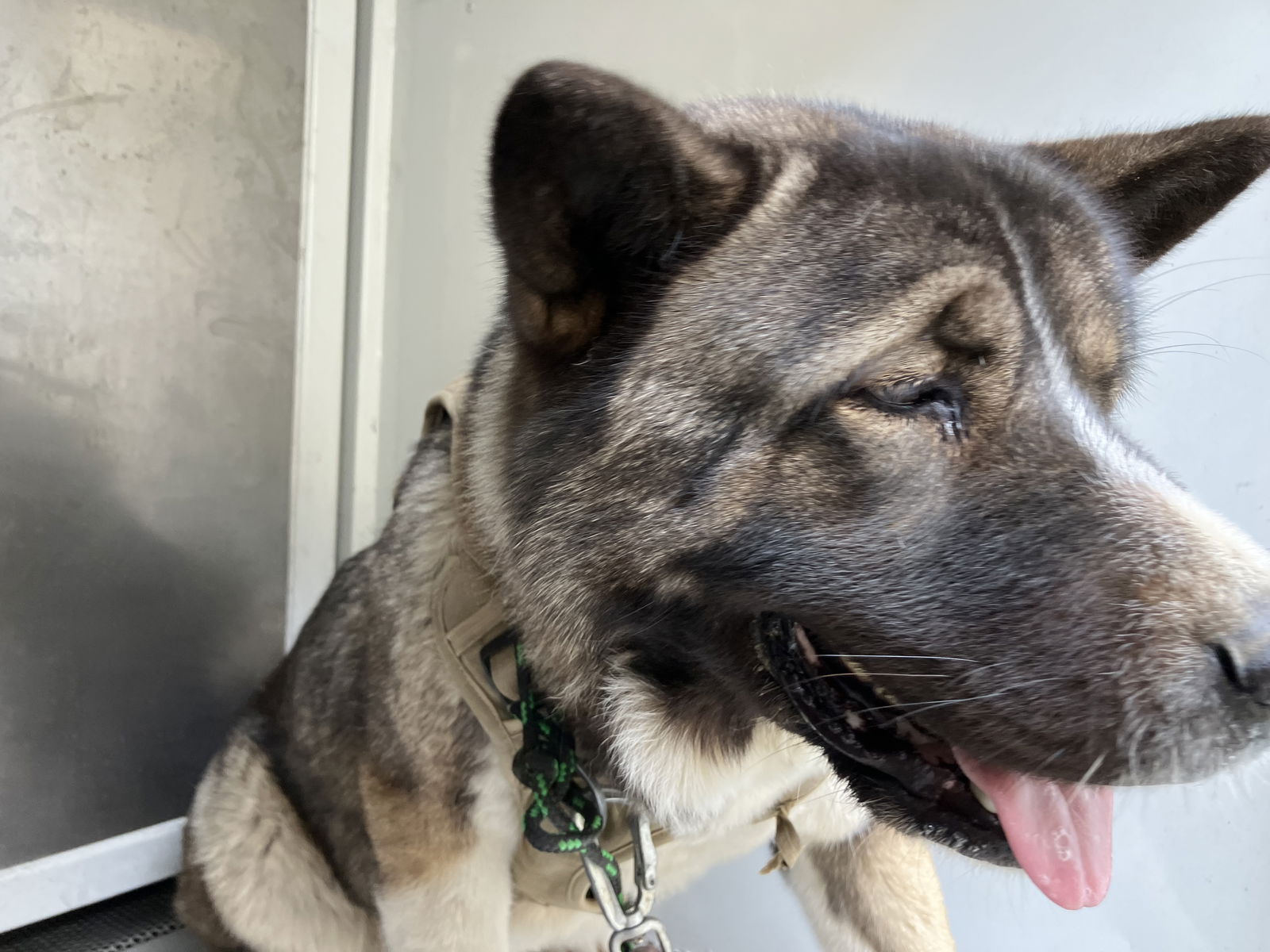 adoptable Dog in San Pedro, CA named STORM