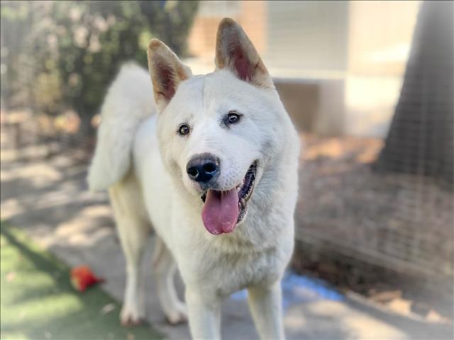 adoptable Dog in San Pedro, CA named SNOWY