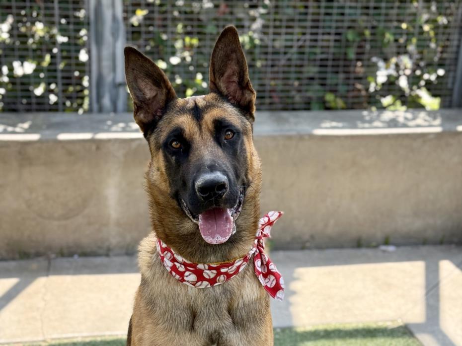 adoptable Dog in San Pedro, CA named SHOTZI