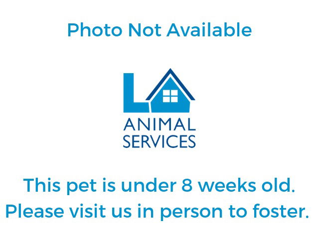 adoptable Cat in San Pedro, CA named A2201289