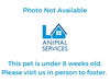 adoptable Cat in san pedro, CA named A2201289