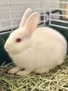 adoptable Rabbit in  named ALLEY